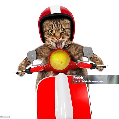 funny-cat-driving-a-moped-picture-id475583088-1278042131