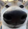 :sniff: